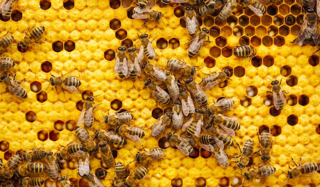 Honeybees
