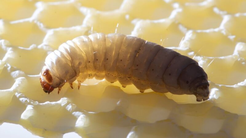 Caterpillars eating plastic waste