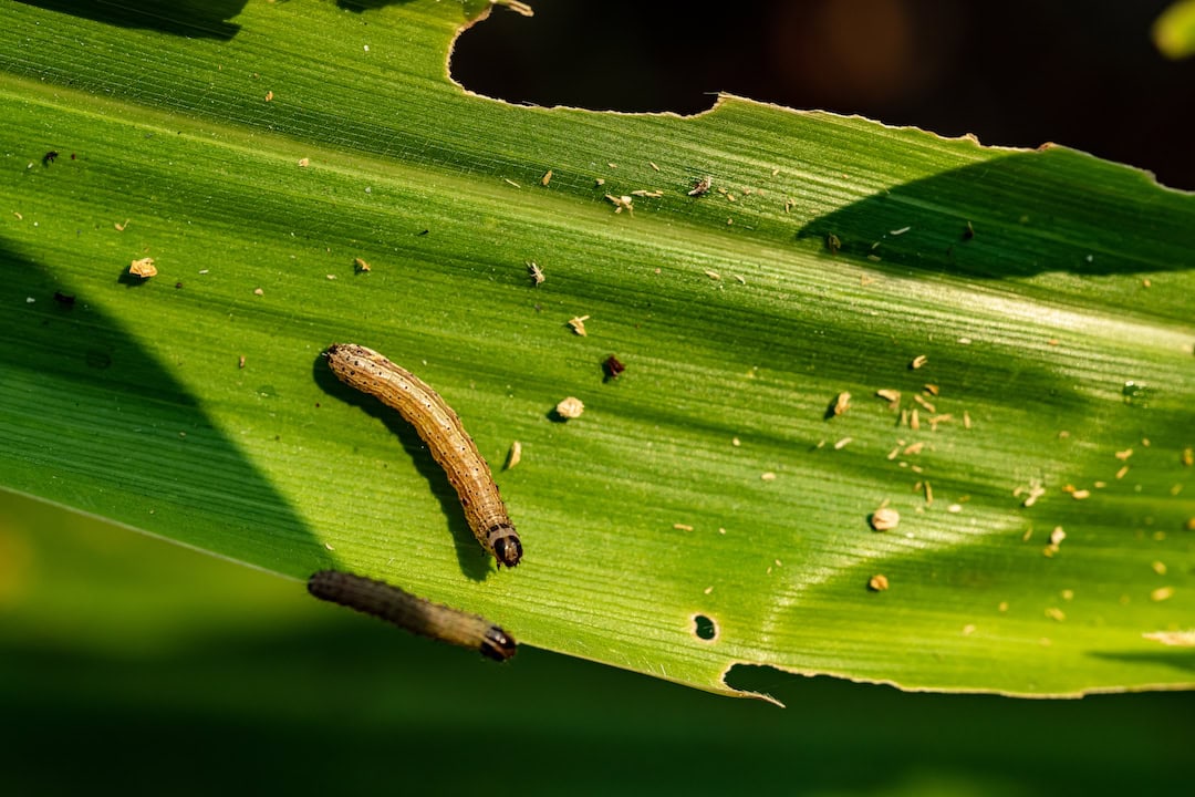 fall armyworm