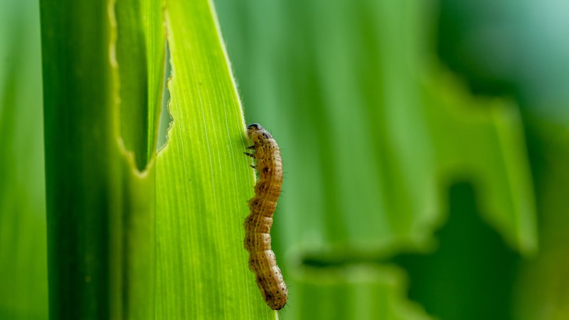 Plotting the fall of the armyworm