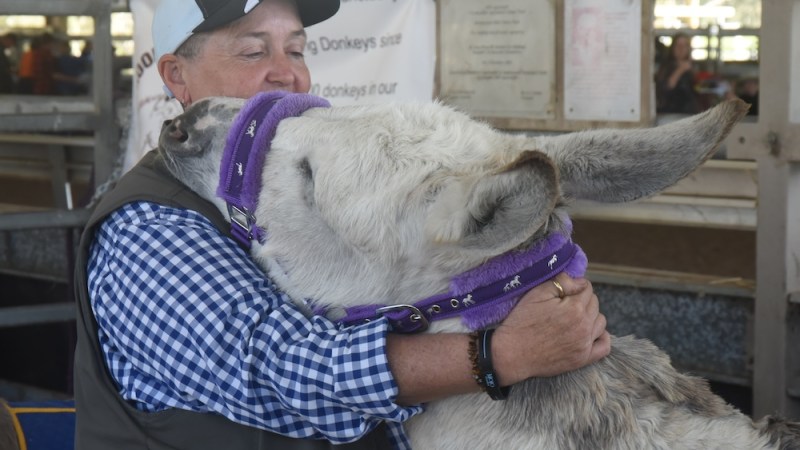 The rescue sanctuary that’s simply donkey business