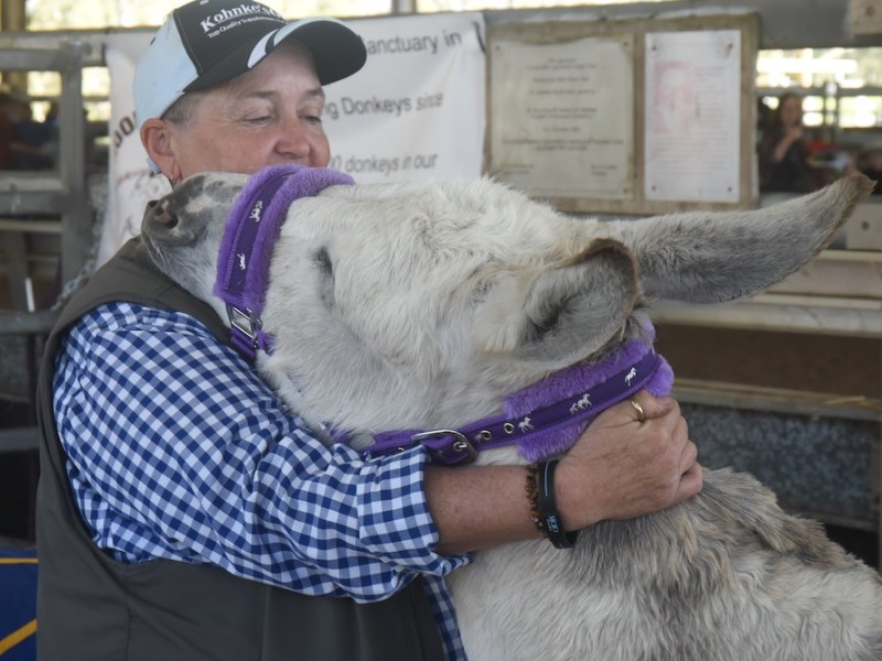 Donkey rescue comes with hugs
