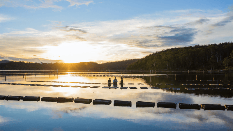 The oyster industry’s future looks bright