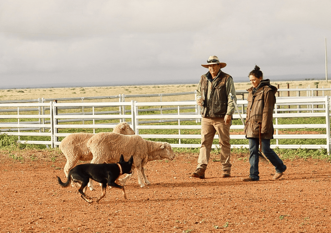 working dog