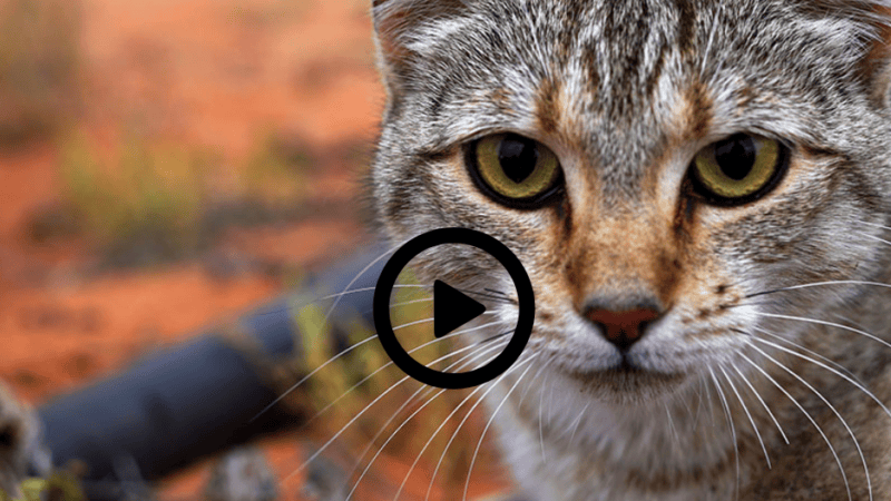 Australia’s war on feral cats