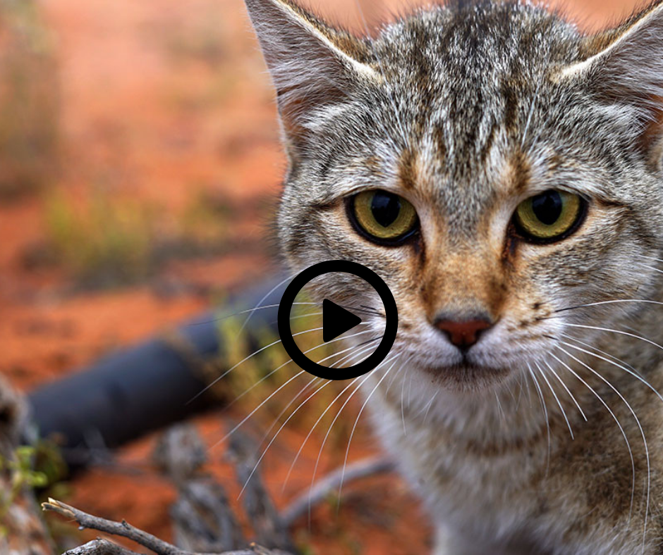 Australia’s war on feral cats