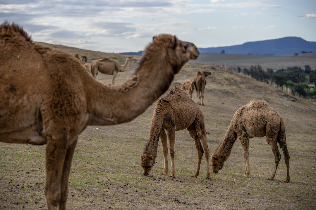 An innovative camel milk journey