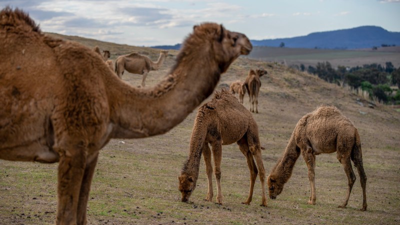 An innovative camel milk journey