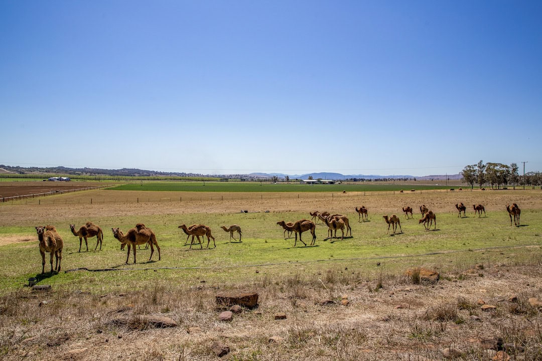 Camels can integrate well with cattle and help control weeds