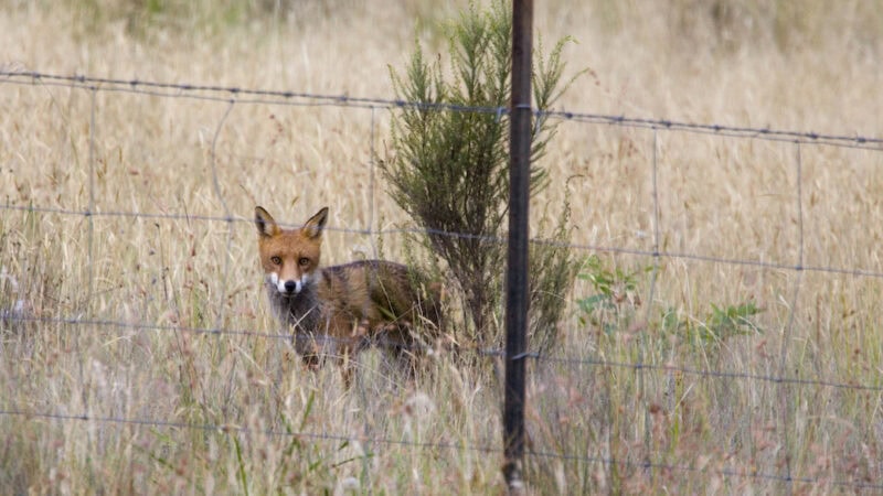 Farmers should address pest control costs