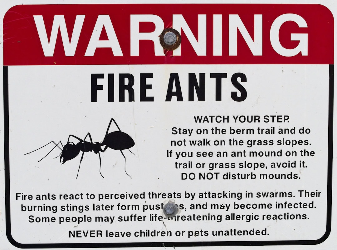 Call For Urgent Action To Halt Fire Ant Spread The Farmer Magazine   IStock 1372035067 