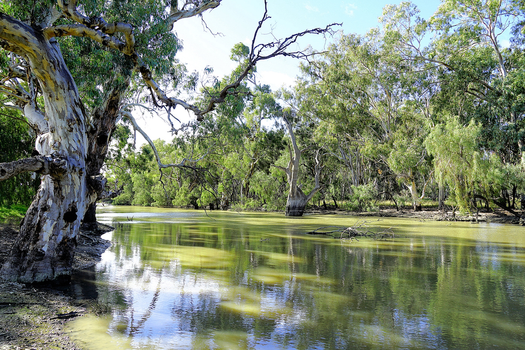 Farmers push back against proposed changes to the Murray-Darling Basin Plan