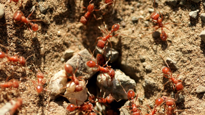 Call for urgent action to halt fire ant spread