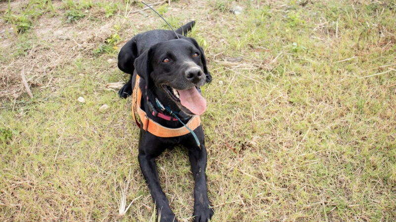 Detection Dogs fight the spread of Fire Ants