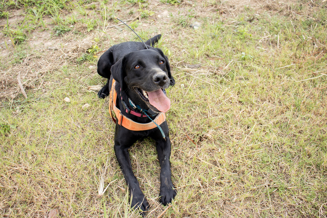 Detection Dogs fight the spread of Fire Ants