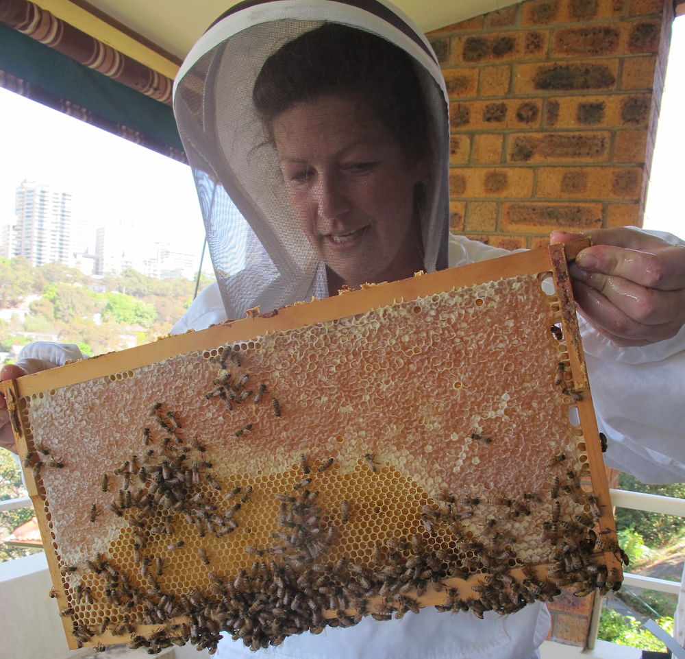 A worker bee extruding beeswax from her wax glands