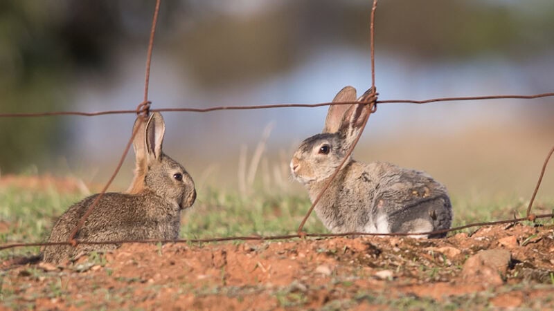 Biosecurity Commissioner to be appointed in 2024