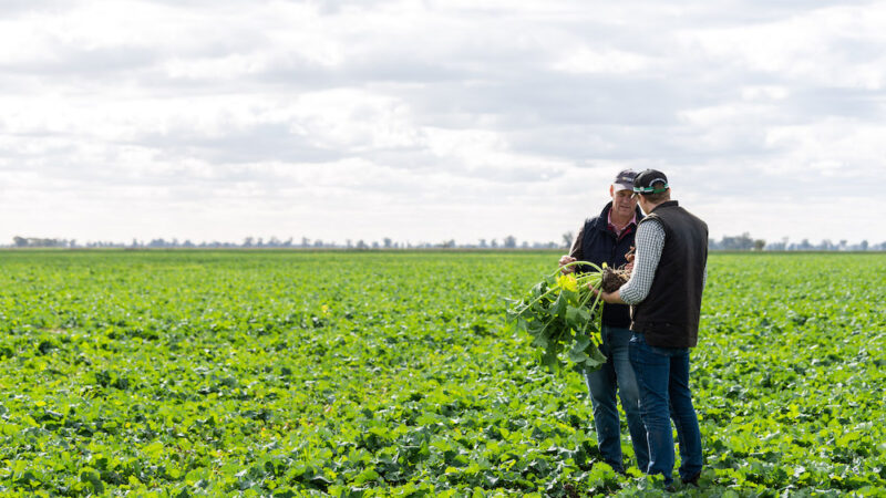 Saving our soil health through regenerative farming