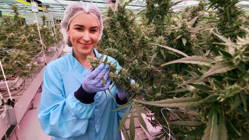 Shaping a home-grown medicinal cannabis industry