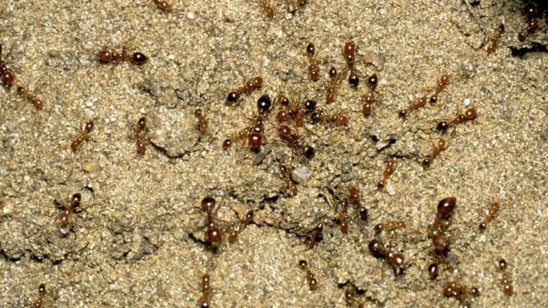 Fire ants spreading in NSW