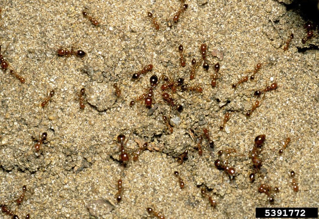Fire ants spreading in NSW