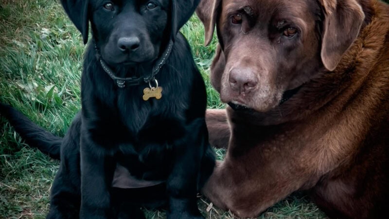 Farm Dogs: Kyah and Sena from Oberon