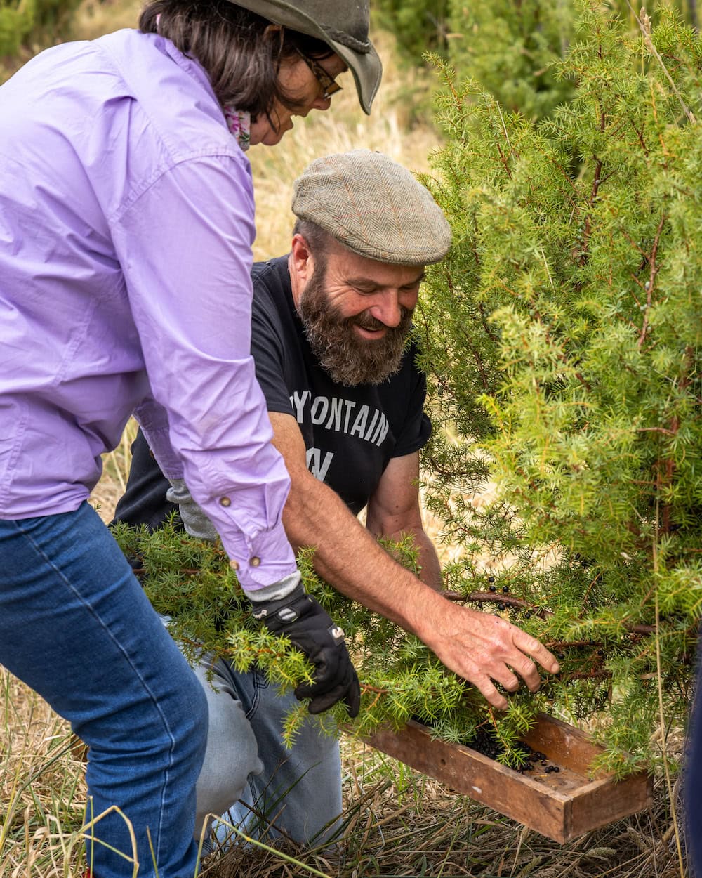 junipers on bombala juniper farm