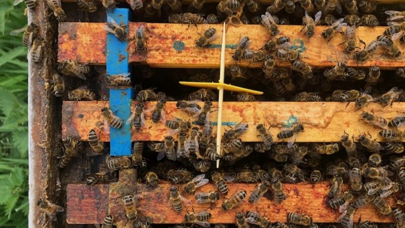 Bee Gym breakthrough in tackling Varroa mite