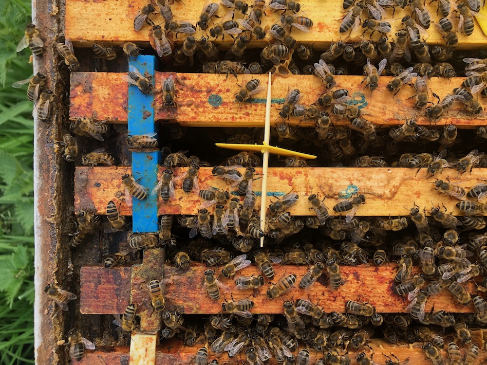 Bee Gym breakthrough in tackling Varroa mite