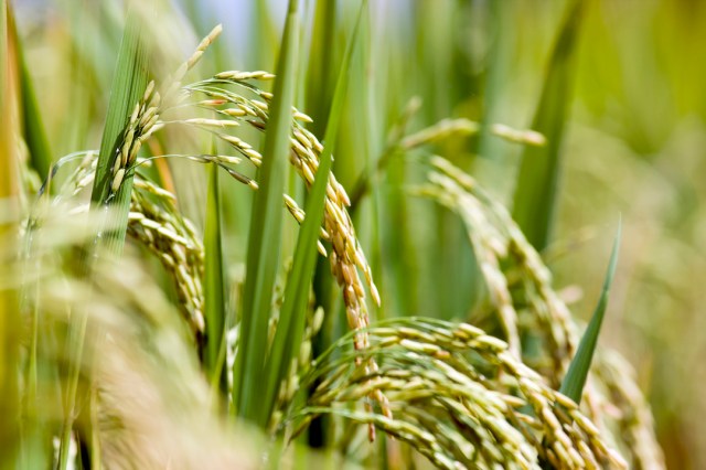 Destructive fungal disease strikes Northern River rice crops