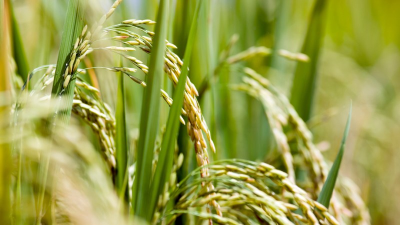 Destructive fungal disease strikes Northern River rice crops