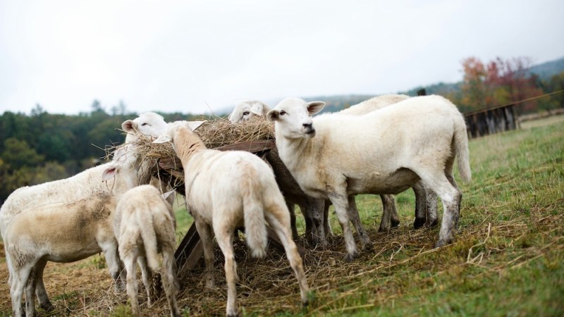 Sheep “Feedlot of the Future” to be developed by Charles Sturt University