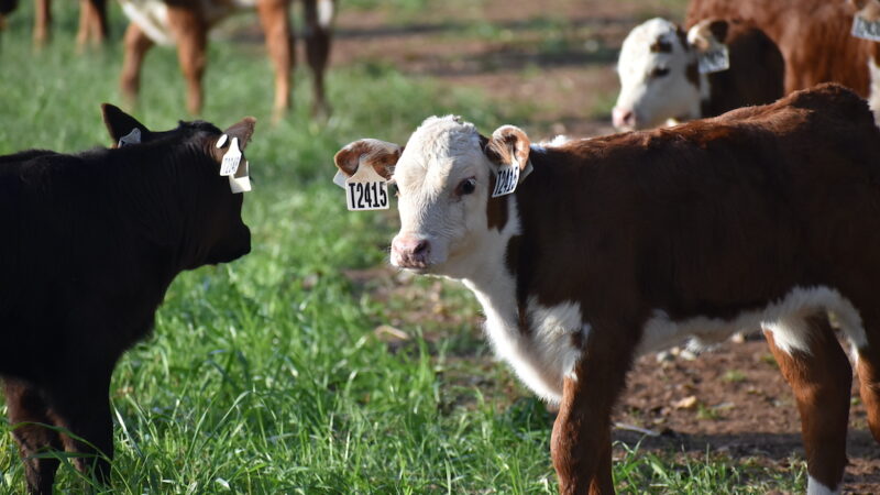 How science and tech are improving food security