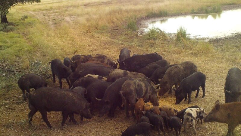 Target of 87,000 feral pigs to be culled by July