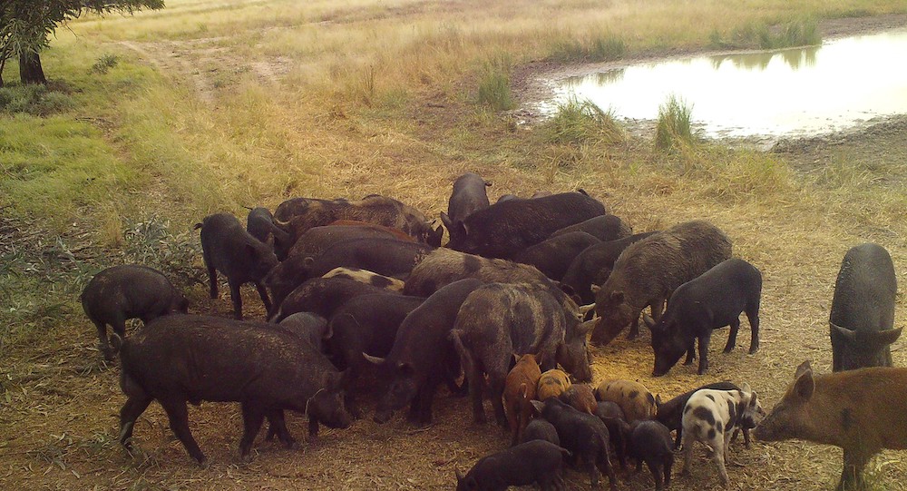 Target of 87,000 feral pigs to be culled by July
