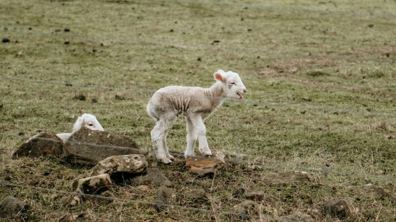 Australia’s lamb population at risk of heat stress