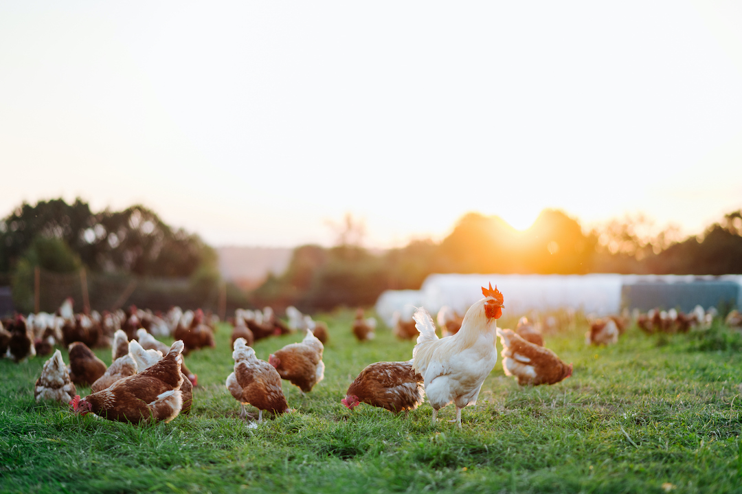 The fight for a mandatory poultry Code of Conduct