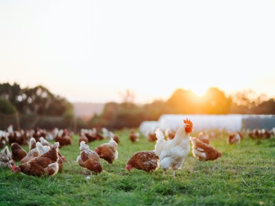 Image from post Avian Influenza detected in NSW