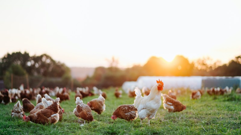 The fight for a mandatory poultry Code of Conduct