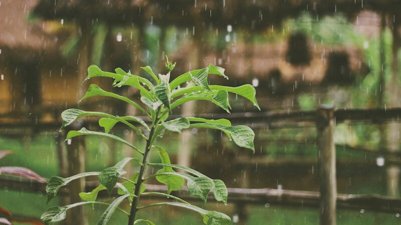 Pre-winter rainfall from East Coast low bolsters optimism