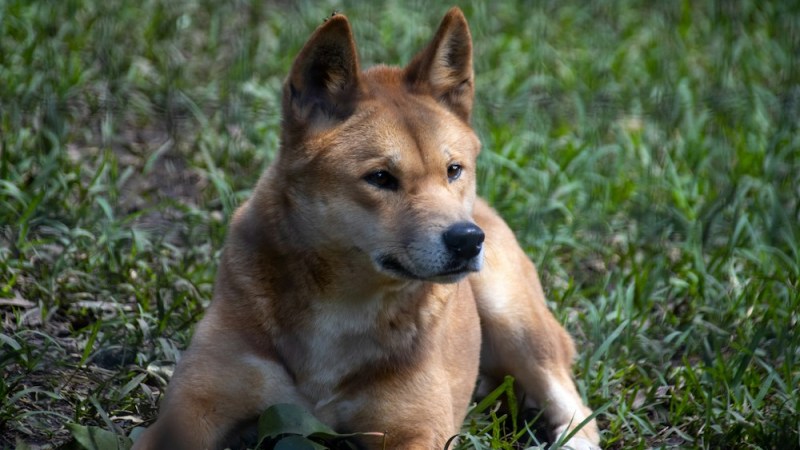 How dingo urine could assist in management plans