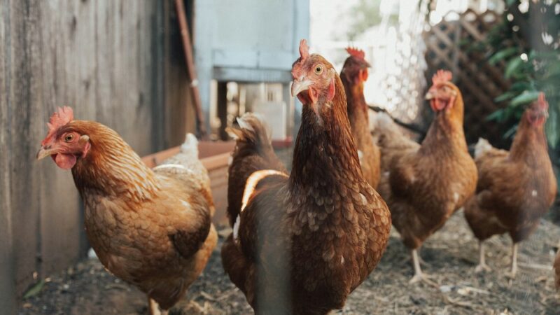 Avian Influenza outbreak sees half a million chickens culled