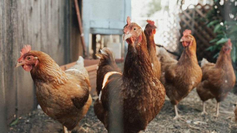 Avian Influenza outbreak sees half a million chickens culled