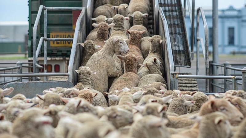 New safety guidelines for livestock transport
