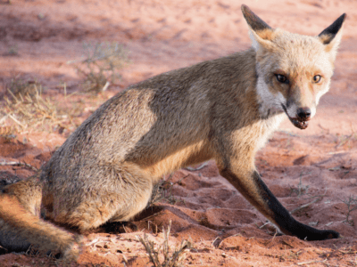 Image from post Free fox control baits offered to Northern Tablelands farmers