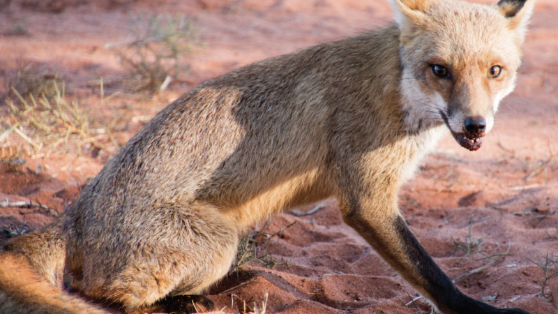 Free fox control baits offered to Northern Tablelands farmers