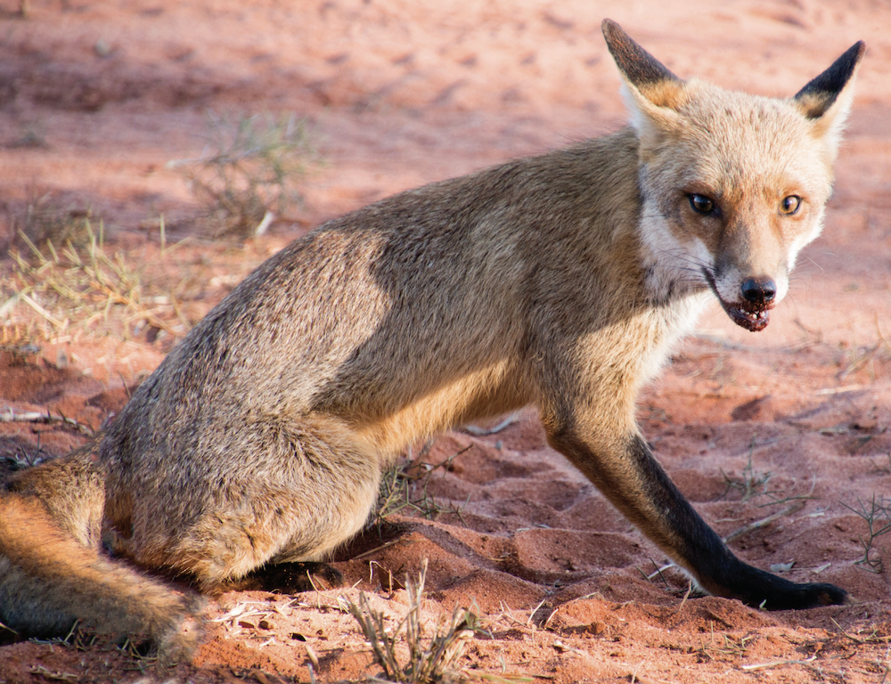 Free fox control baits offered to Northern Tablelands farmers