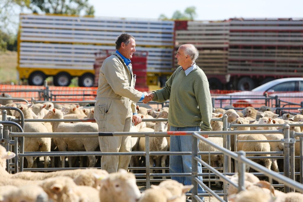 People in sheep pen