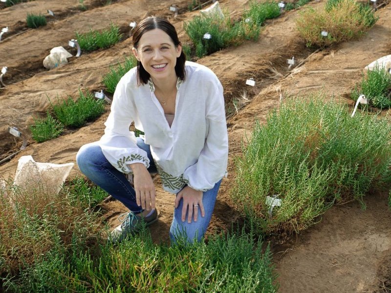 Dr Vanessa Melino with a Salicornia crop in Saudi Arabia. Image supplied by KAUST University